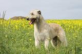 IRISH WOLFHOUND 051